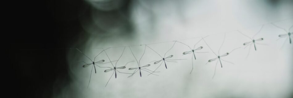 water droplets on black wire