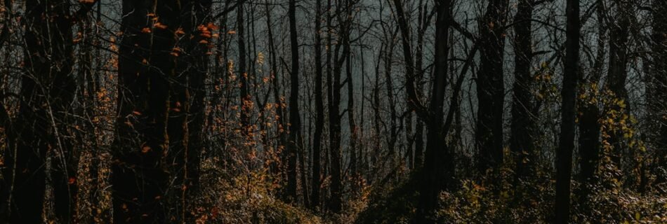 brown trees on brown soil