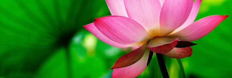 a pink lotus flower with green leaves in the background
