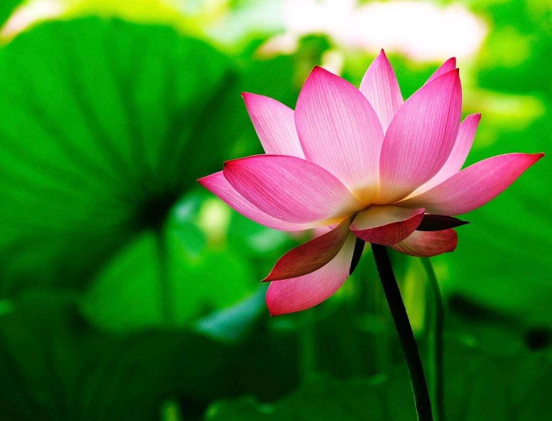 a pink lotus flower with green leaves in the background