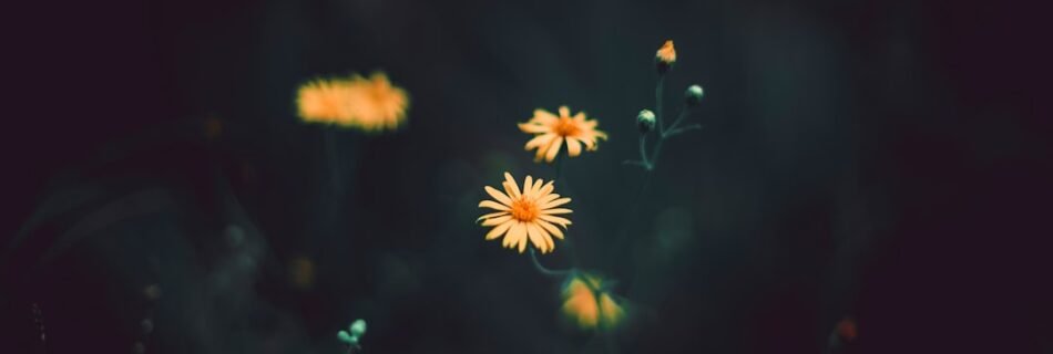 selective focus photography of yellow aster flower