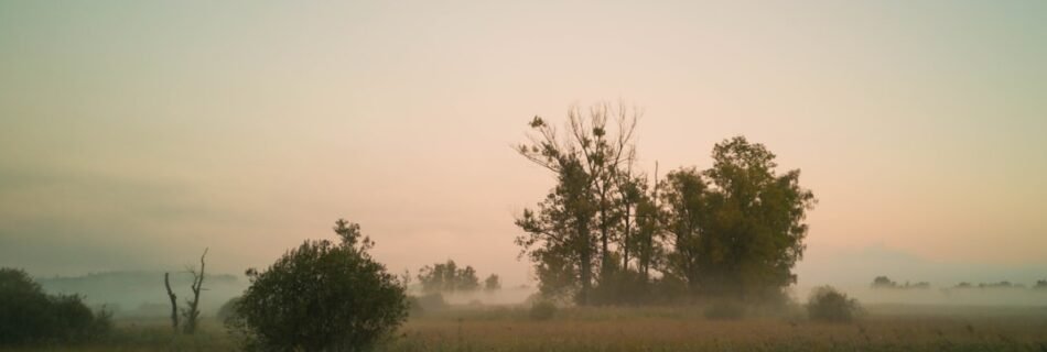 a foggy field with trees in the distance