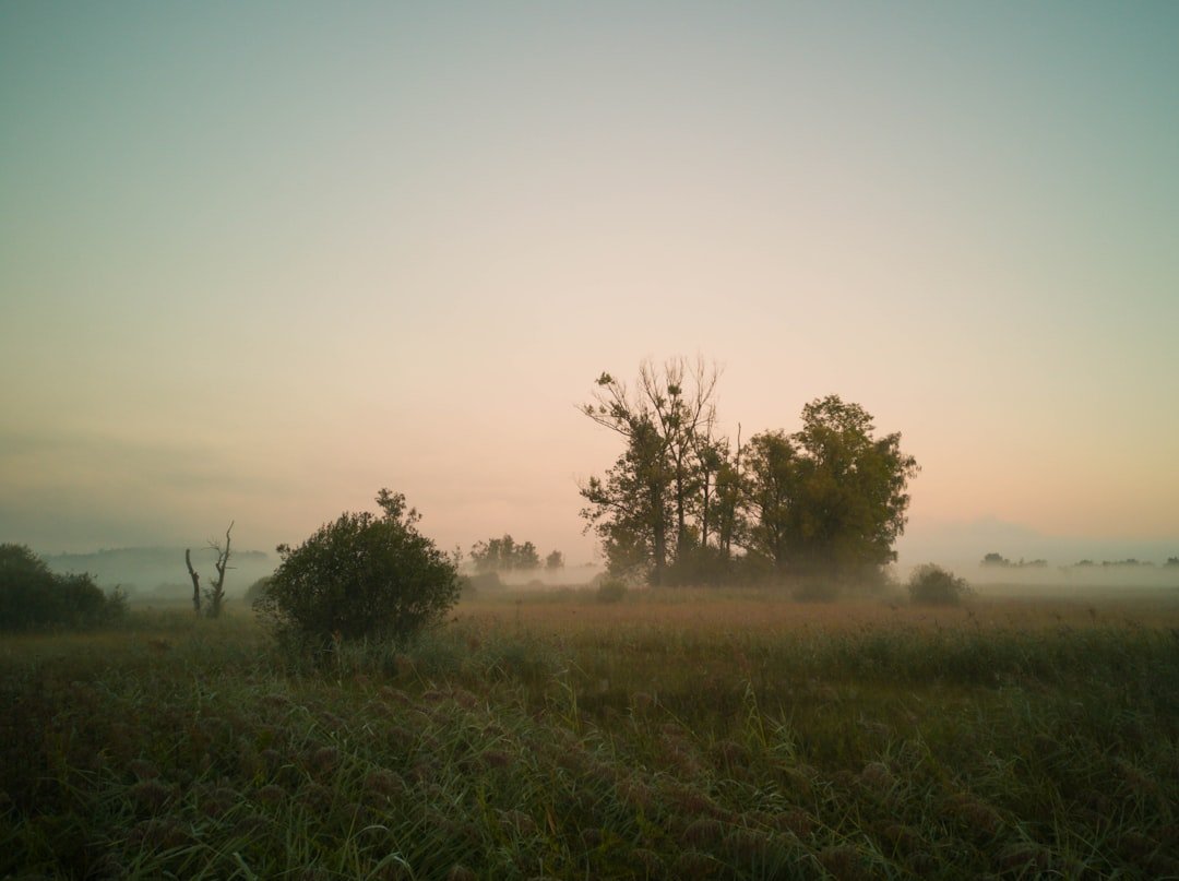 a foggy field with trees in the distance